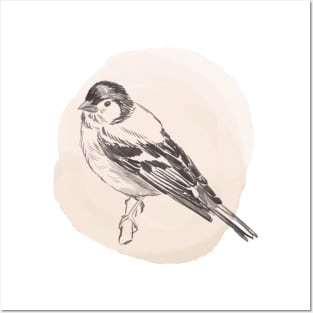 Hand drawn illustration of chaffinch bird Posters and Art